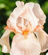Image result for Iris Constant Wattez (Germanica-Group)