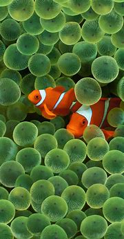 Image result for iOS 12 iPhone Fish Wallpaper