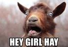 Image result for Christmas Goat Meme