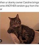 Image result for All Cat Memes