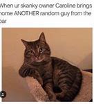 Image result for Inappropriate Cat Memes