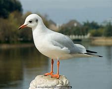 Image result for Huangpu River Seagull Photography