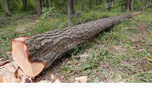Image result for Trees Only Cutted