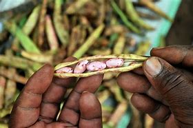 Image result for Bean Pod Off Tree