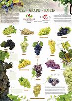 Image result for 5 Types of Red and White Wine Grapes