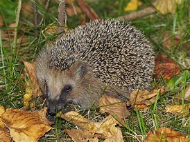 Image result for Common Hedgehog