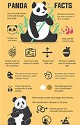 Image result for San Diego Zoo Giant Panda