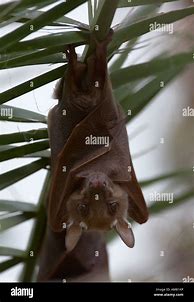 Image result for Wahlberg's Epauletted Fruit Bat
