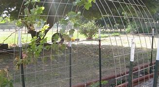 Image result for Grape Arbor with Swing