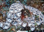 Afbeeldingsresultaten voor "Zoanthus Pulchellus". Grootte: 144 x 104. Bron: www.reeflex.net