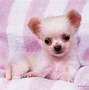 Image result for Cute Puppy Pictures Wallpaper