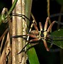 Image result for Huntsman Spider Eating Bird