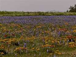 Image result for Arizona Wildflowers Peak Time