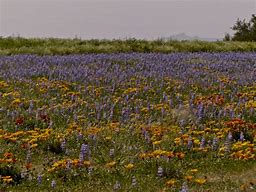Image result for Arizona Wildflowers List