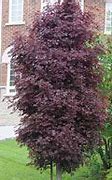 Image result for Dwarf Flowering Trees for Landscaping