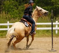 Image result for Palomino Horse Riding