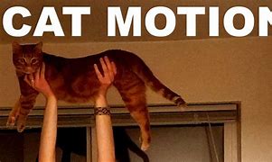 Image result for Motion Ring Cat Meme