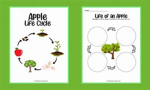 Image result for Apple Life Cycle Mini Book