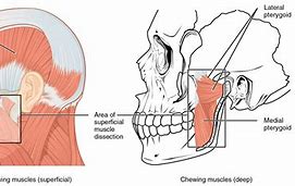 Image result for Jaw Exercises Physical Therapy