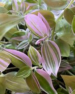 Image result for Purple and Green Leaf House Plant