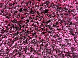 Image result for Cheetah Hot Purple Carpet