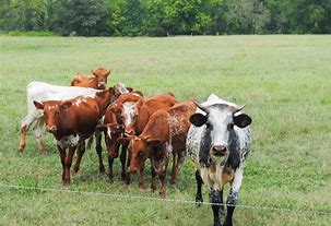 Image result for Florida Cracker Cow