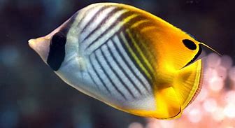 Image result for chaetodon_auriga