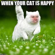 Image result for happy cats meme