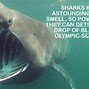 Image result for Interesting Facts About Sharks