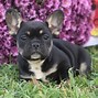 Image result for French Bulldog Puppy