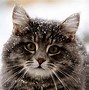 Image result for 1080P Cat Wallpaper