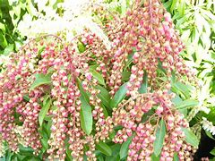 Image result for Pieris japonica Valley Rose