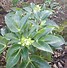 Image result for Helleborus argutifolius Silver Lace