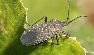 Image result for "squash-bug"