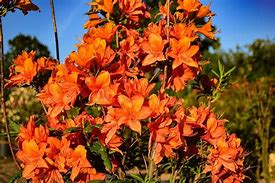 Image result for Rhododendron Golden Eagle