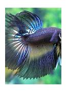 Image result for Betta Fish iPhone Wallpaper
