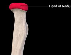 Image result for Radius Muscle Attachment