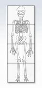 Image result for Life-Size Printable Skeleton