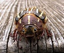 Image result for "june-beetle"