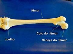 Image result for femo�uelo