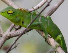 Image result for Common Green Lizard