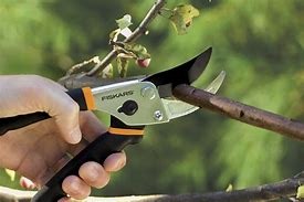 Image result for Sharp Farms Fruit Grafting Cutters