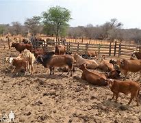 Image result for Kenya Cattle