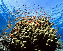 Image result for Marine Habitat
