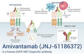 Image result for Amivantamab Structure