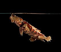 Image result for Chelus Chelidae