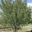 Bildergebnis für Prunus cerasus Montmorency