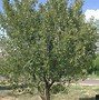 Image result for Prunus cerasus Montmorency
