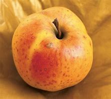 Image result for Old Apple Varieties