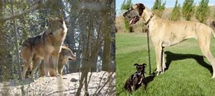 Image result for Selective Breeding Pros and Cons